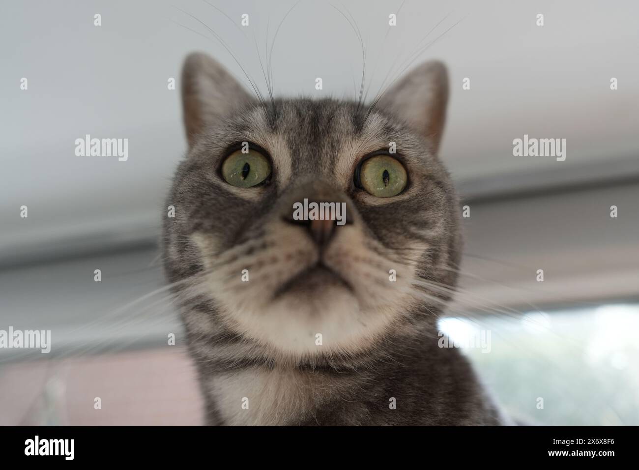 Graue Britische Kurzhaarkatze Stockfoto