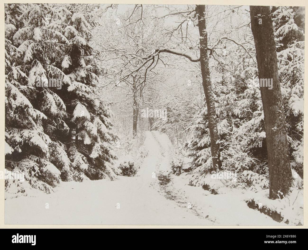 Verschneite Waldlandschaft, Fotografie, Henry Pauw van Wieldrecht, (auf dem Objekt erwähnt), Niederlande, Dez-1896, fotografische Unterstützung, Höhe, 168 mm x Breite, 229 mm, Höhe, 199 mm x Breite, 268 mm Stockfoto