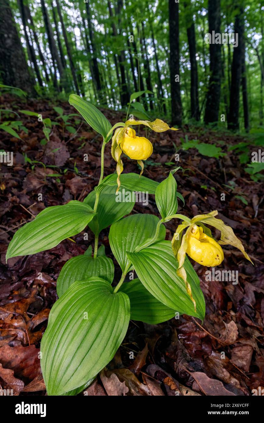Große gelbe Lady's Slipper Orchid (Cypripedium parviflorum var. pubescens) - DuPont State Recreational Forest, Cedar Mountain, in der Nähe von Brevard, North Ca Stockfoto