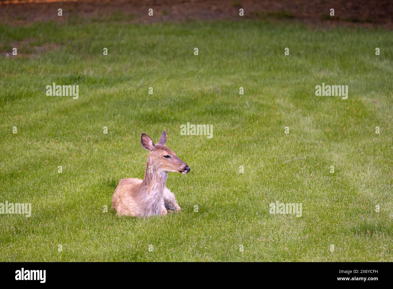 Blick auf einen einsamen Weißschwanzhirsch (Odocoileus virginianus), der sich in einem grasbewachsenen Hof in der Nähe der Abenddämmerung entspannt Stockfoto