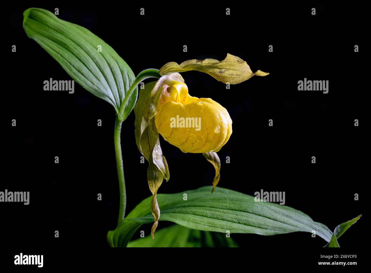 Große gelbe Lady's Slipper Orchid (Cypripedium parviflorum var. pubescens) - DuPont State Recreational Forest, Cedar Mountain, in der Nähe von Brevard, North Ca Stockfoto