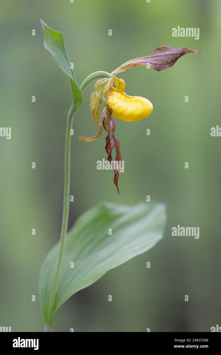 Small Yellow Lady's Slipper Orchid (Cypripedium parviflorum) - DuPont State Recreational Forest, Cedar Mountain, in der Nähe von Brevard, North Carolina, USA Stockfoto