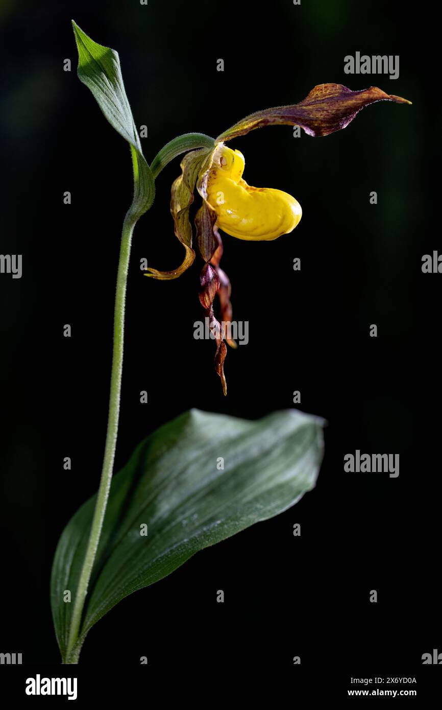 Small Yellow Lady's Slipper Orchid (Cypripedium parviflorum) - DuPont State Recreational Forest, Cedar Mountain, in der Nähe von Brevard, North Carolina, USA Stockfoto