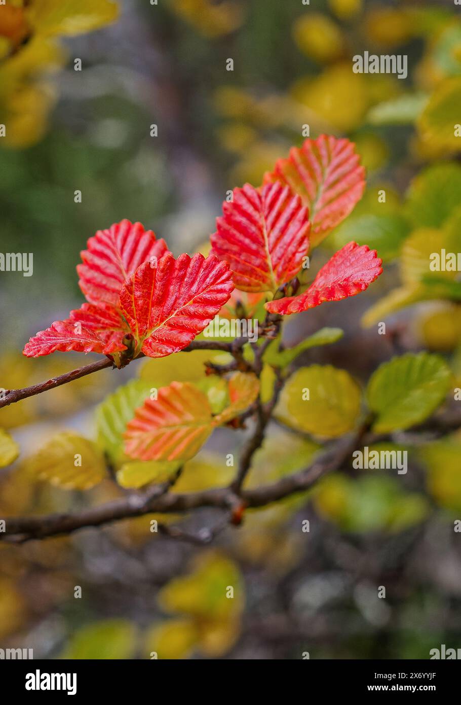 Nothofagus gunnii oder Fagus Laubbuche wechseln im Herbst Farbe auf dem Mount Field East Wanderweg, Mount Field National Park, Tasmanien Stockfoto