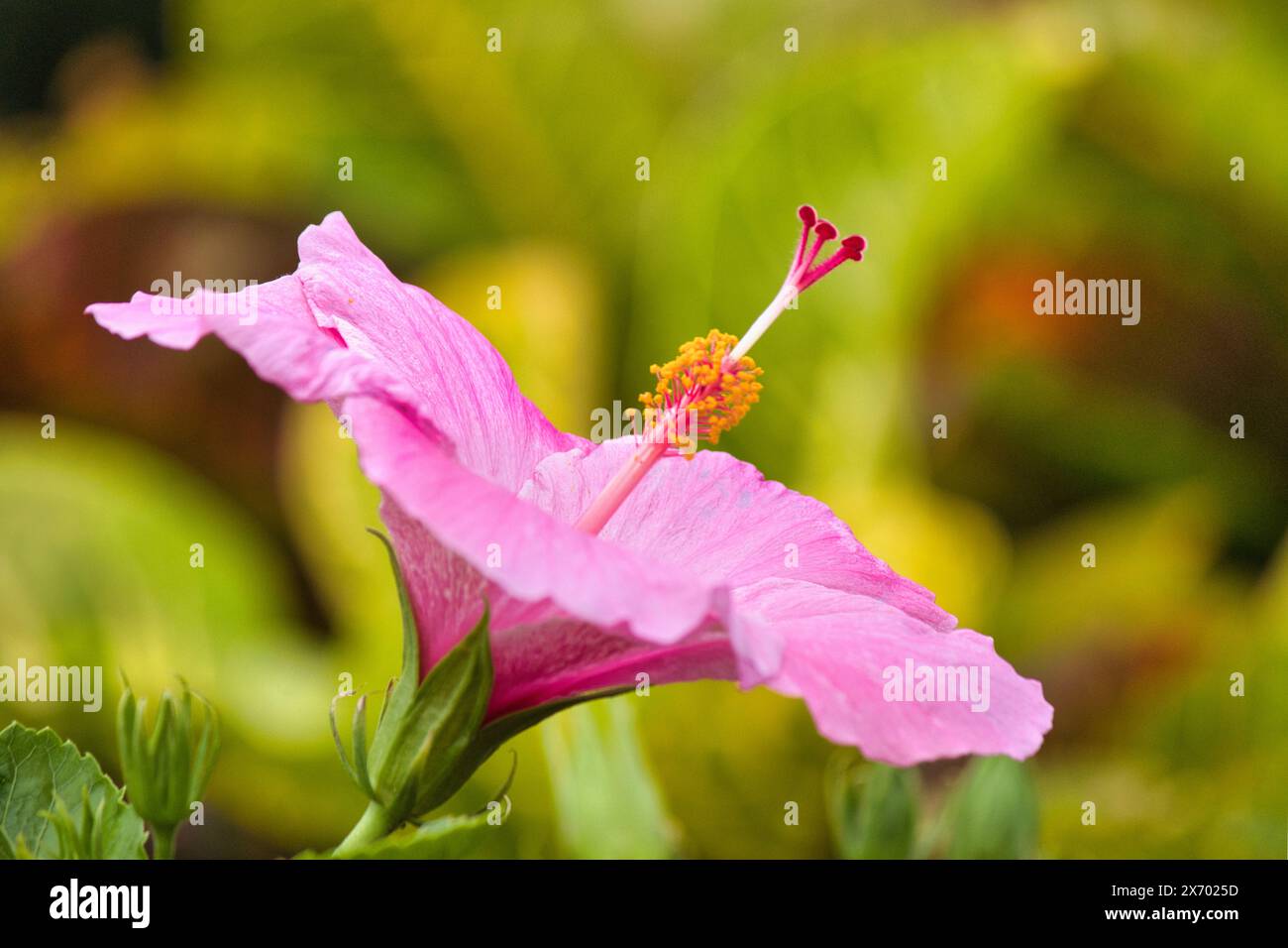 Seitenansicht eines blassen Delikatessenhibiskus. Stockfoto