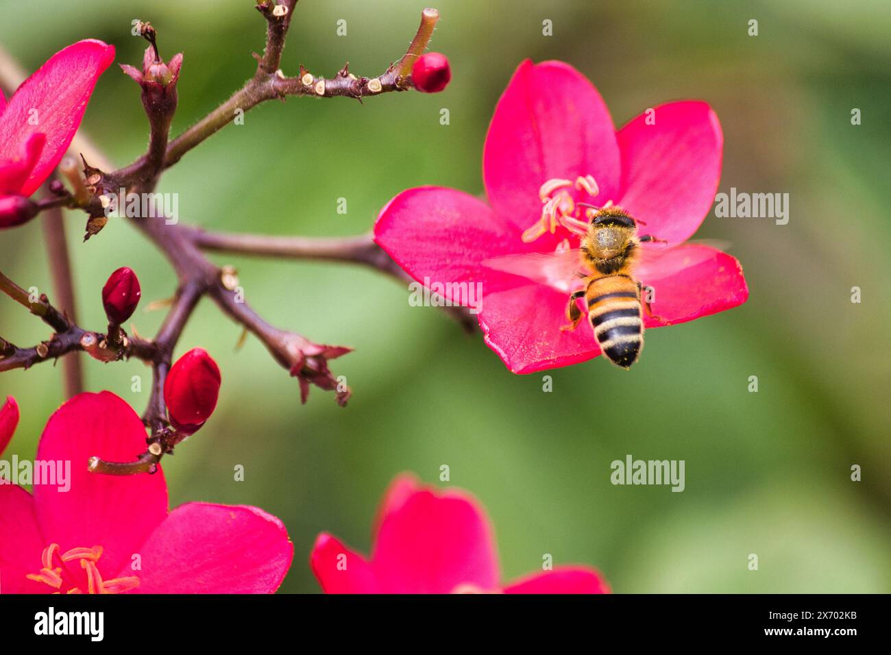 Beschäftigte Arbeiterbiene sammelt Pollen. Stockfoto