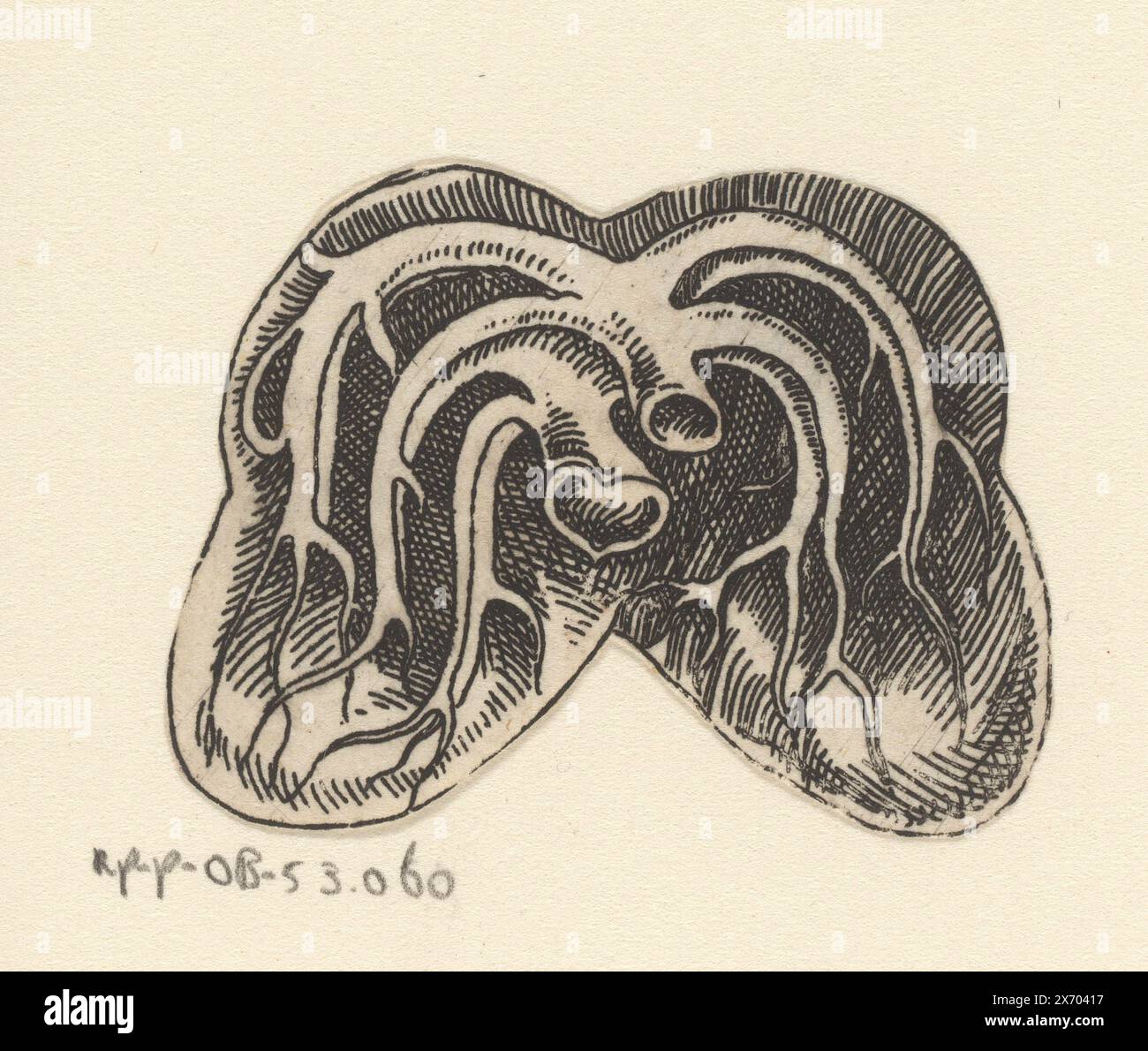 Schnitt der Lunge, Druck wurde um die Außenkanten des Bildes abgeschnitten., Druck, Druckerei: Lucas Kilian, 1589 - 1637, Papier, Ätzen, Höhe, 38 mm x Breite, 48 mm Stockfoto