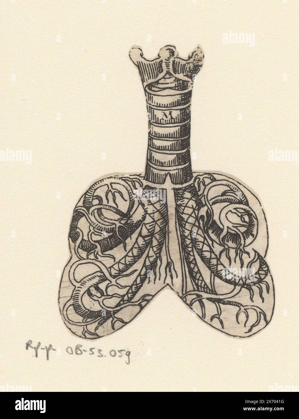 Querschnitt von Luftröhre und Lunge, Druck wurde um die Außenkanten des Bildes abgeschnitten., Druck, Druckerei: Lucas Kilian, 1589 - 1637, Papier, Ätzen, Höhe, 66 mm x Breite, 50 mm Stockfoto