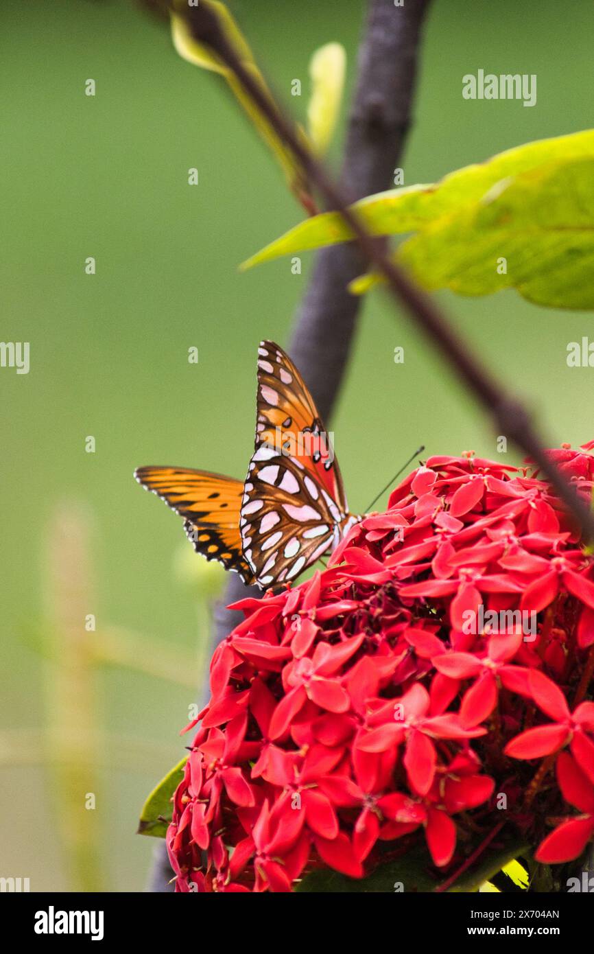 Ein hübscher Golffritellär, der Nekyar an einem blühenden Baum schlürft. Stockfoto