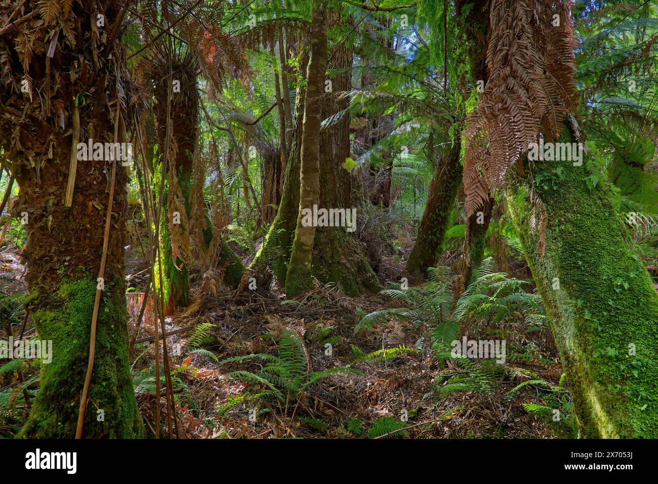 Blick auf den Talboden mit Moos und Farnen und Baumstämmen im Valley of the Giants, Styx Tall Trees Conservation Area, Hobart, Tasmanien, Australien Stockfoto