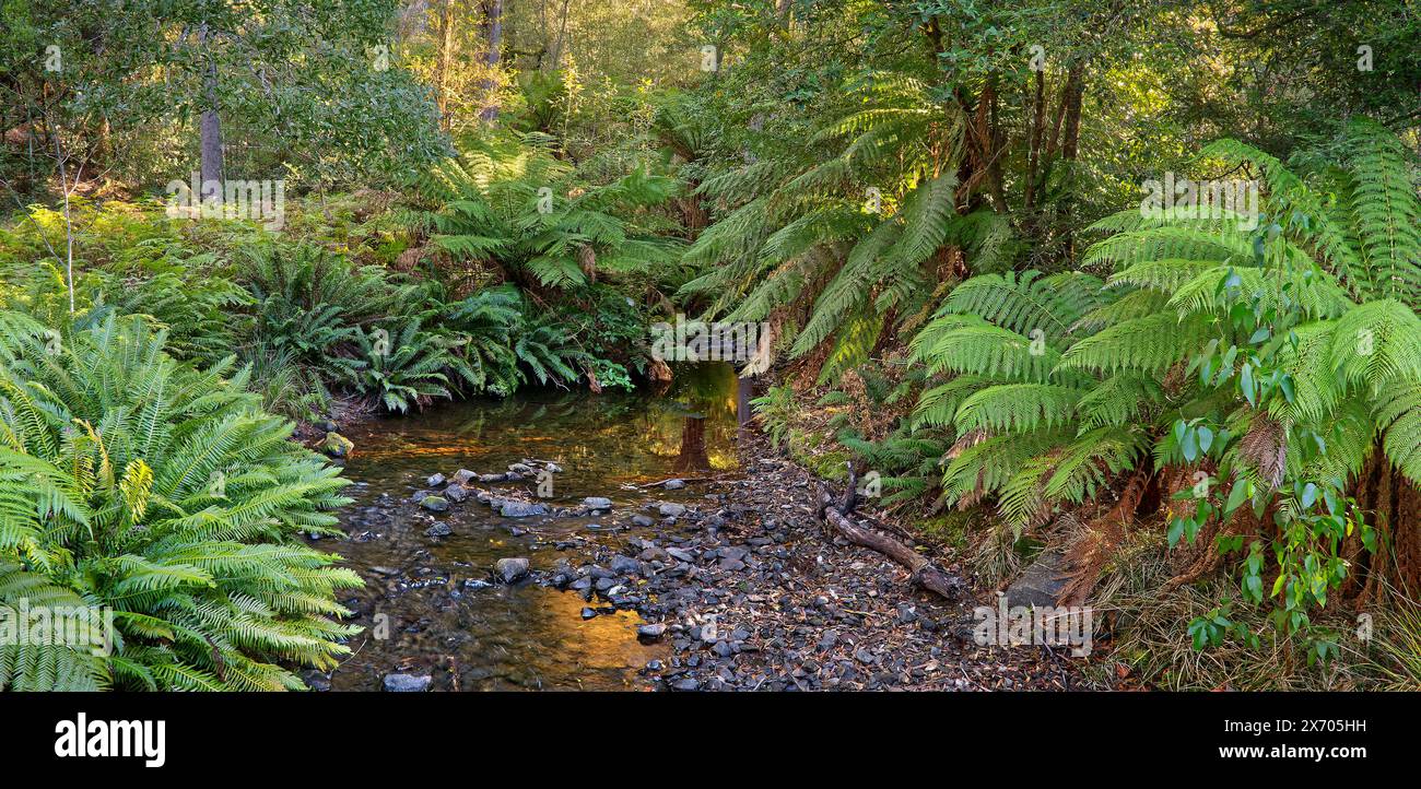 Panoramablick auf den von Kieselsteinen gesäumten Russell Falls Creek, der von Farnen gesäumt ist, mit Reflexionen bei Sonnenuntergang und verflecktem Licht im Wald am Mount Field Tasmania. Stockfoto