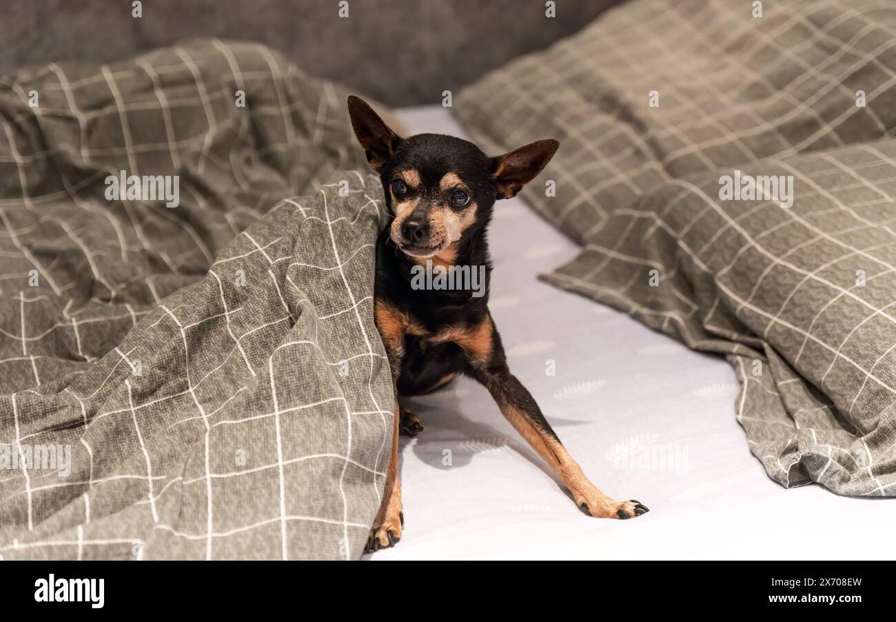 18 Jahre alter Hundespielzeug-Terrier, der unter der Decke im Bett liegt Stockfoto