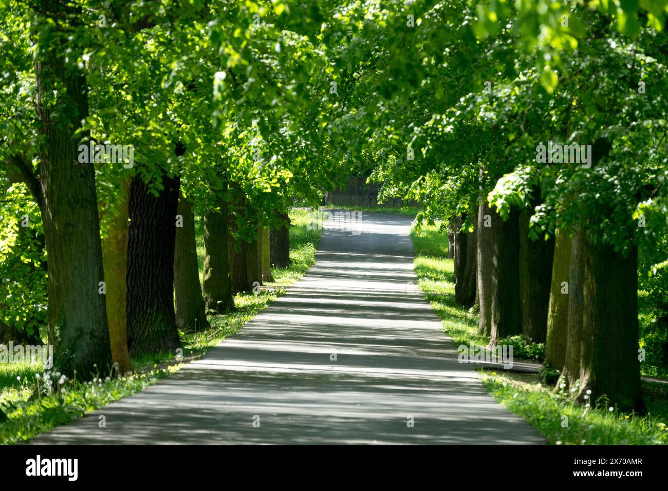 Frühlingslindenallee Stockfoto