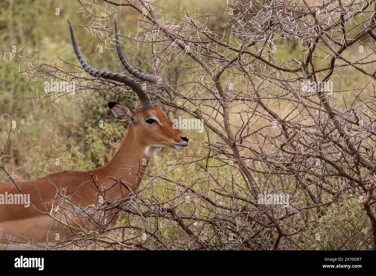 impala oder Rooibok, Aepyceros melampus, Bovidae, Buffalo Spring Reserve, Samburu National Reserve, Kenia, Afrika Stockfoto