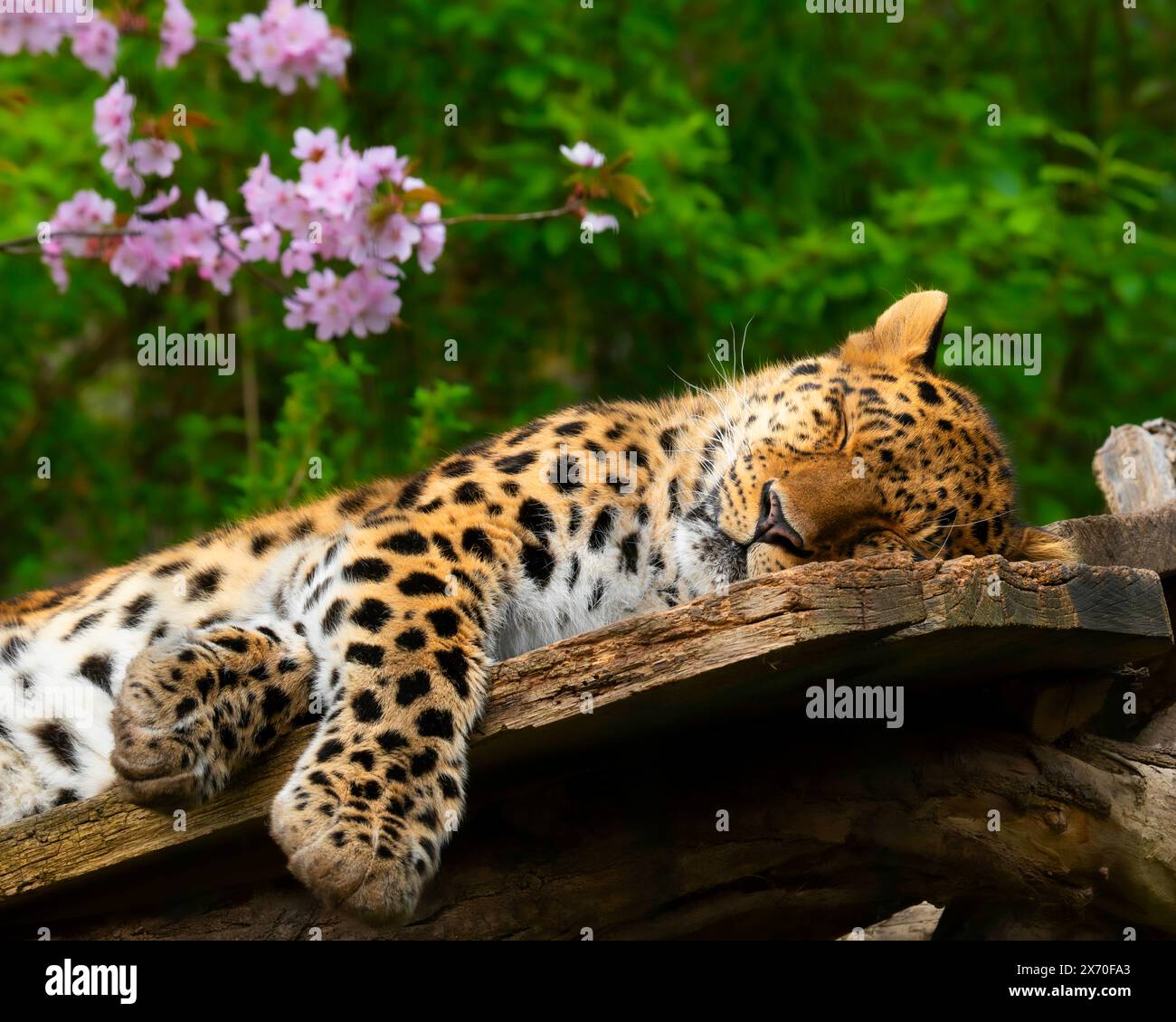 Schlafender Leopard Stockfoto