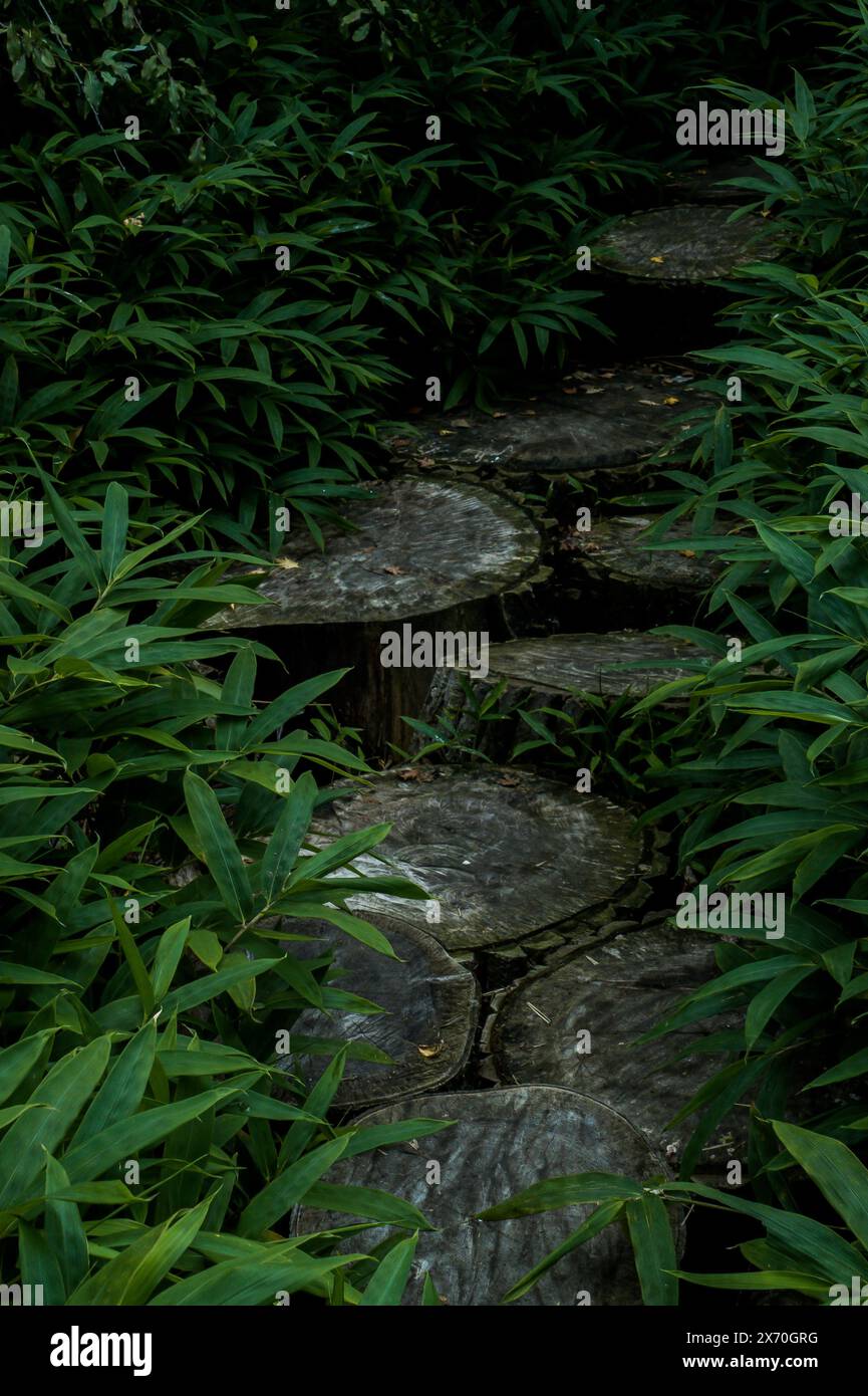 Pfad des dunklen Baumstumpfes Stockfoto