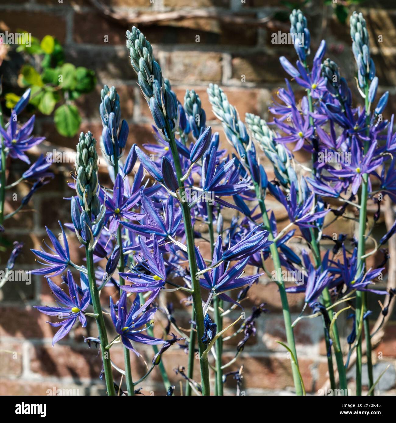 Große camas-Fowers gegen eine defokussierte Ziegelmauer in voller Sonne Stockfoto