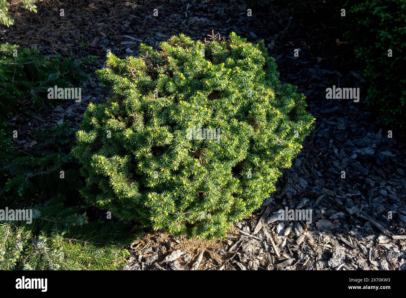 Silberfichte, Picea pungens 'Mrs Cesarini' Zwerg, Colorado Blaufichte, Tiny, Baum im Garten, Low Hardy Pflanze Stockfoto