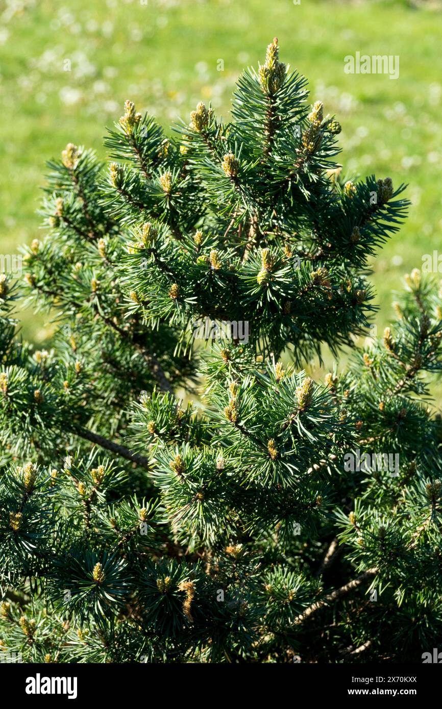 Garten kleiner Baum Schotte Kiefer Pinus sylvestris „Saxatilis“ Stockfoto