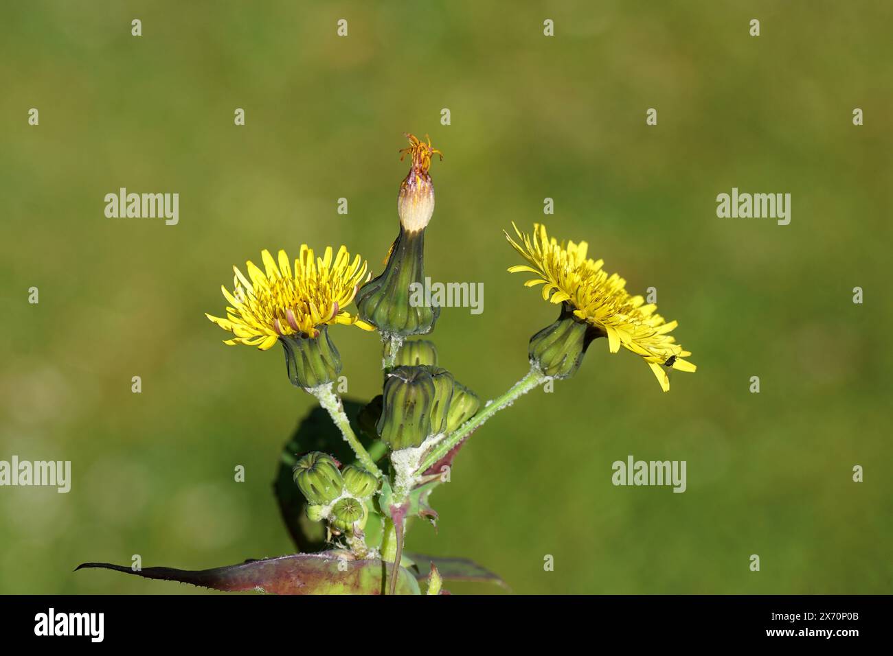 Schließen Sie gelbe Blüten von gewöhnlichem Saudistel, Milchquaste (Sonchus oleraceus). Familie Asteraceae oder Compositae. Blattlaus. Holländischer Garten, Frühling, Mai Stockfoto