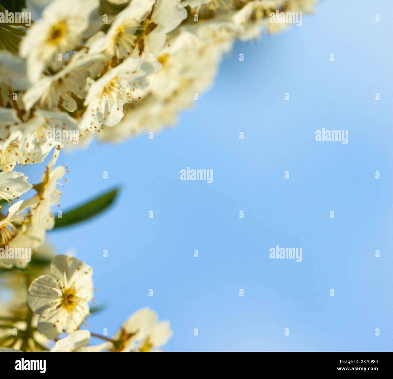 Kleine weiße Blumen auf einem Hintergrund des blauen sonnigen Himmels, Platz für Beschriftungen, leerer Bildschirm, romantische Wattestimmung Stockfoto