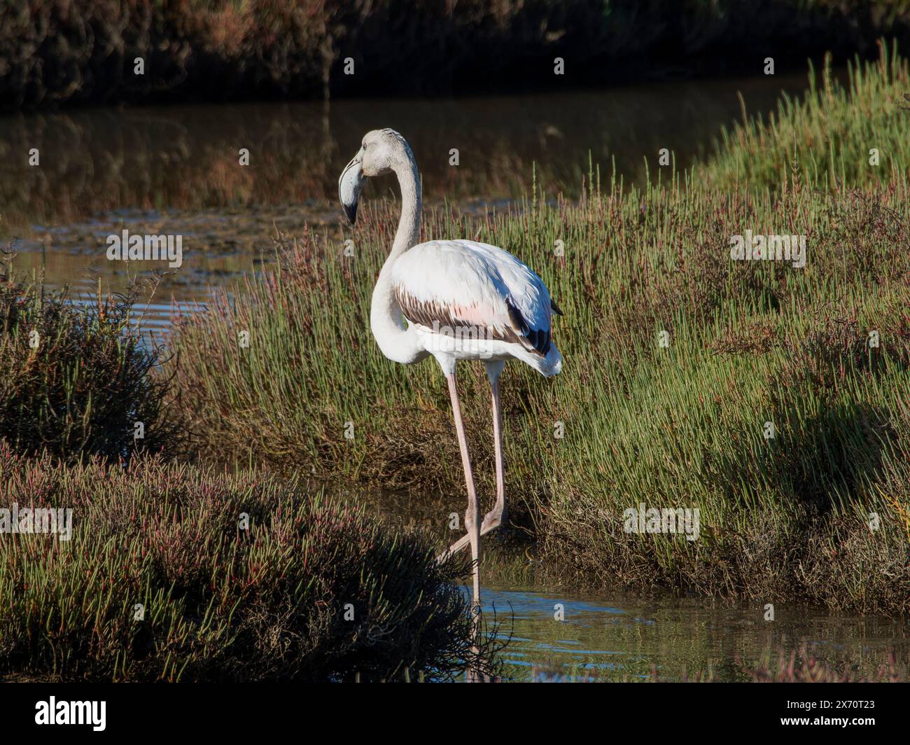 Wildtierszene in der Natur. Flamingo im natürlichen Lebensraum. Wunderschöner Wasservogel. Großer rosafarbener Vogel, großer Flamingo, Phoenicopterus ruber, im Wasser, Stockfoto