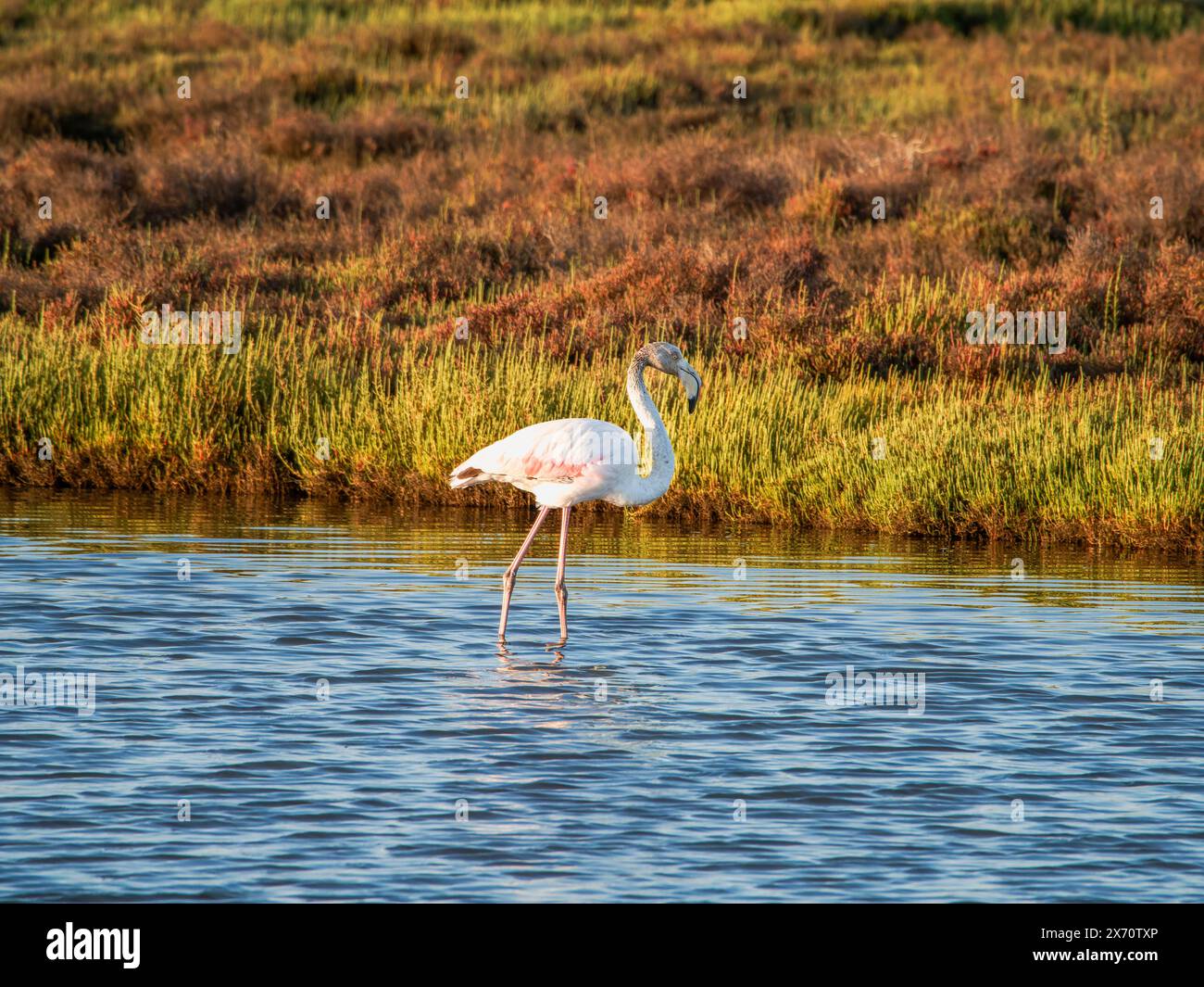 Wildtierszene in der Natur. Flamingo im natürlichen Lebensraum. Wunderschöner Wasservogel. Großer rosafarbener Vogel, großer Flamingo, Phoenicopterus ruber, im Wasser, Stockfoto