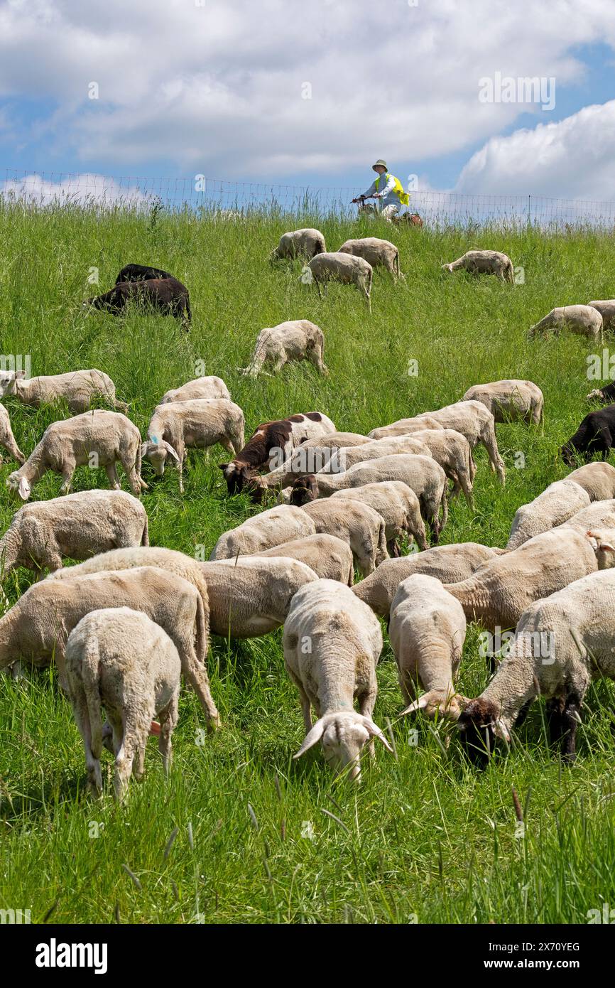 Schafe auf dem Deich weiden, Radfahrer, Elbradweg bei Boizenburg, Mecklenburg-Vorpommern, Deutschland Stockfoto
