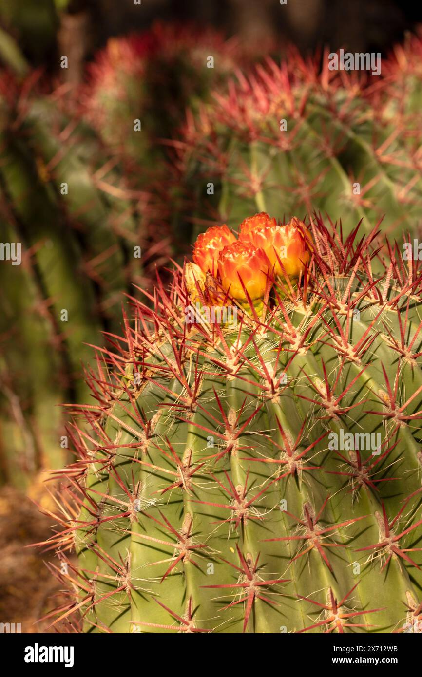 Spiney Ferocactus pilosus, mexikanischer Limettenkaktus, mexikanisches Feuerfass, blüht in der sonnigen Sonora-Wüste in Arizona (USA). Authentisch, gutgläubig, Dependabe Stockfoto