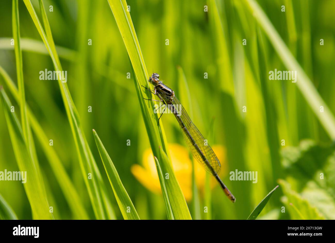 Unreife männliche Azure-Jungfliege auf Blatt Stockfoto