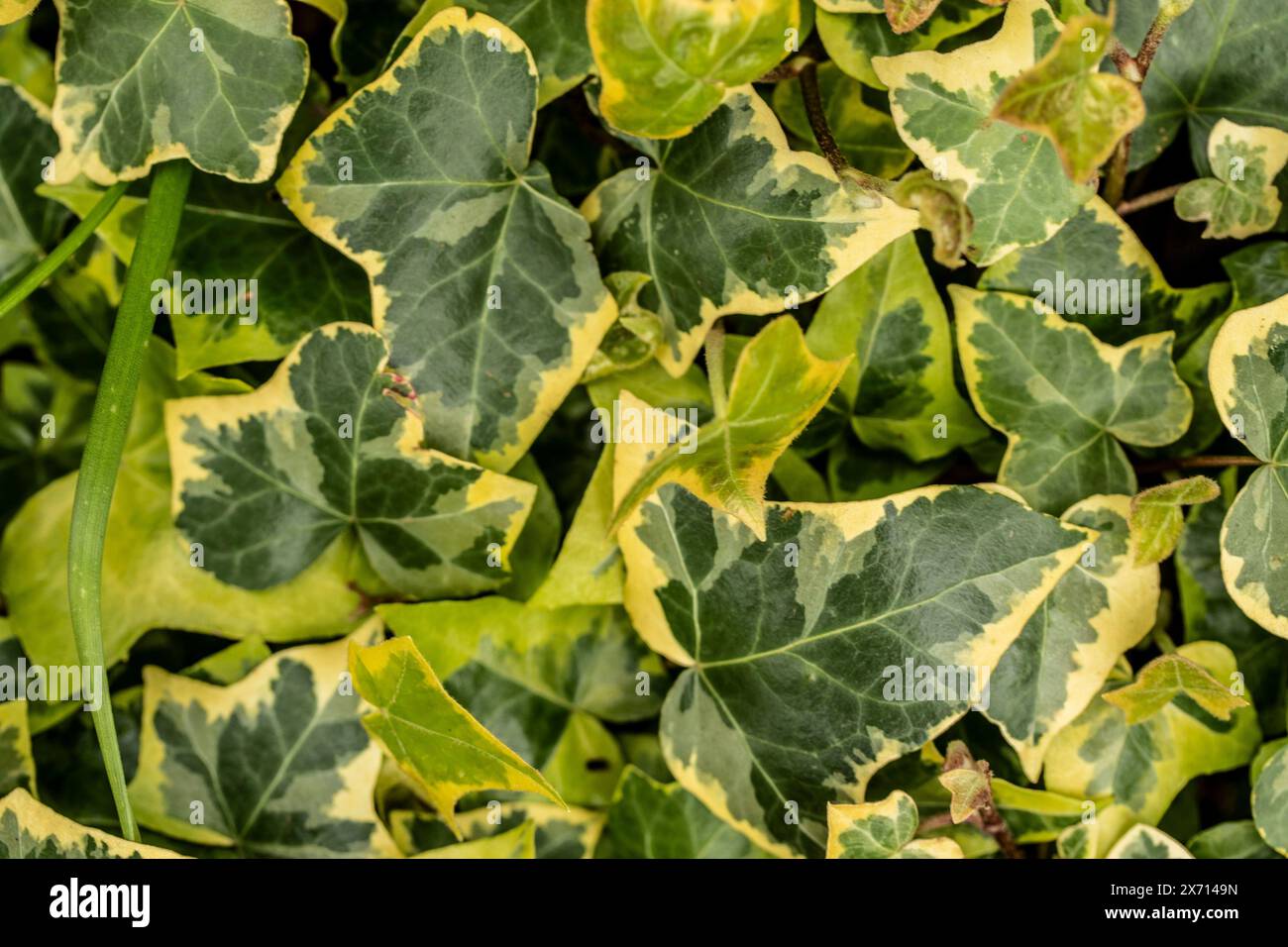 glanzmispel pink Glanzmispel 'Pink Marble' - Photinia fraseri Pink Marble