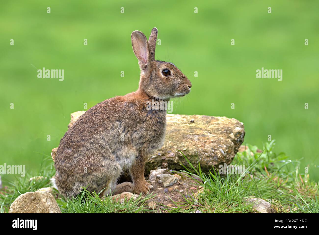 Wildes britisches Kaninchen, das im Frühling draußen auf Felsen sitzt Stockfoto