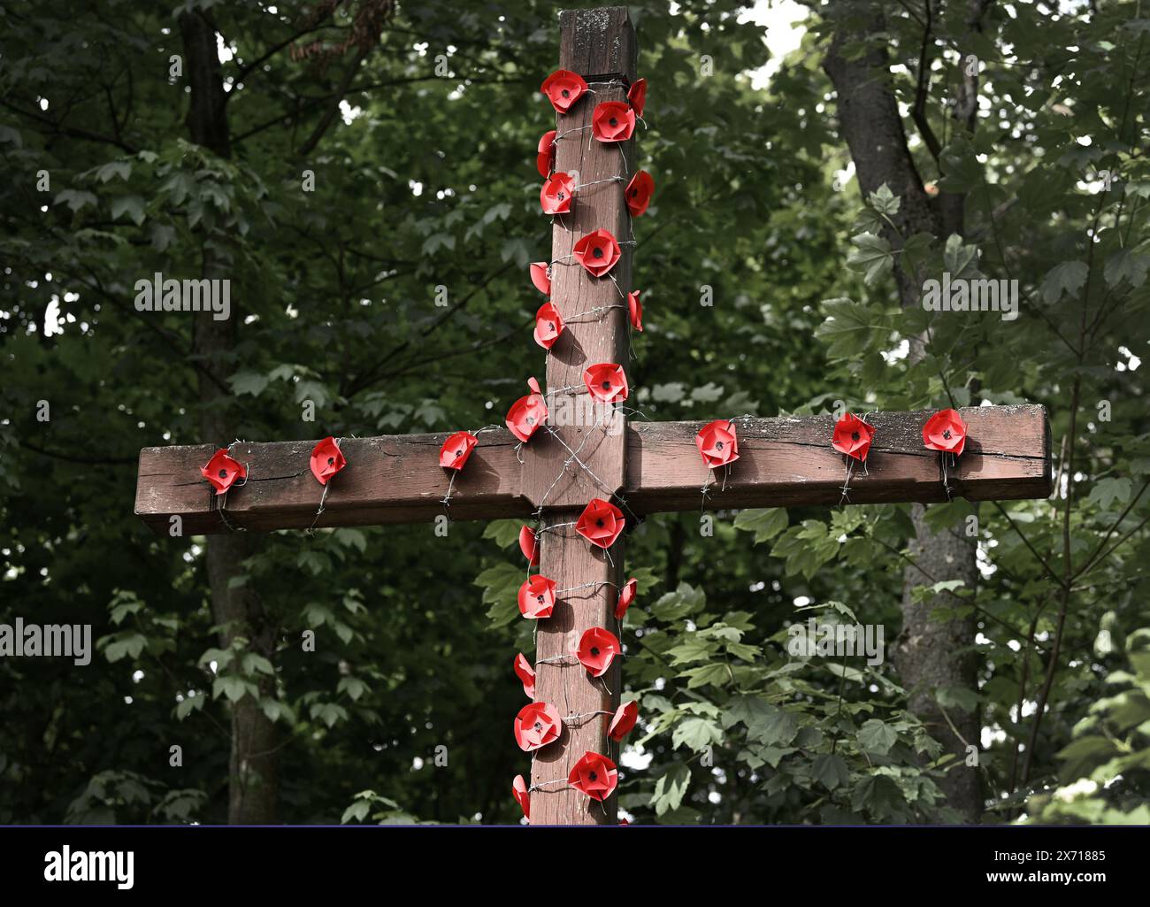Ein Kreuz mit rotem Mohn am Gedenktag. Mohntag. Stockfoto