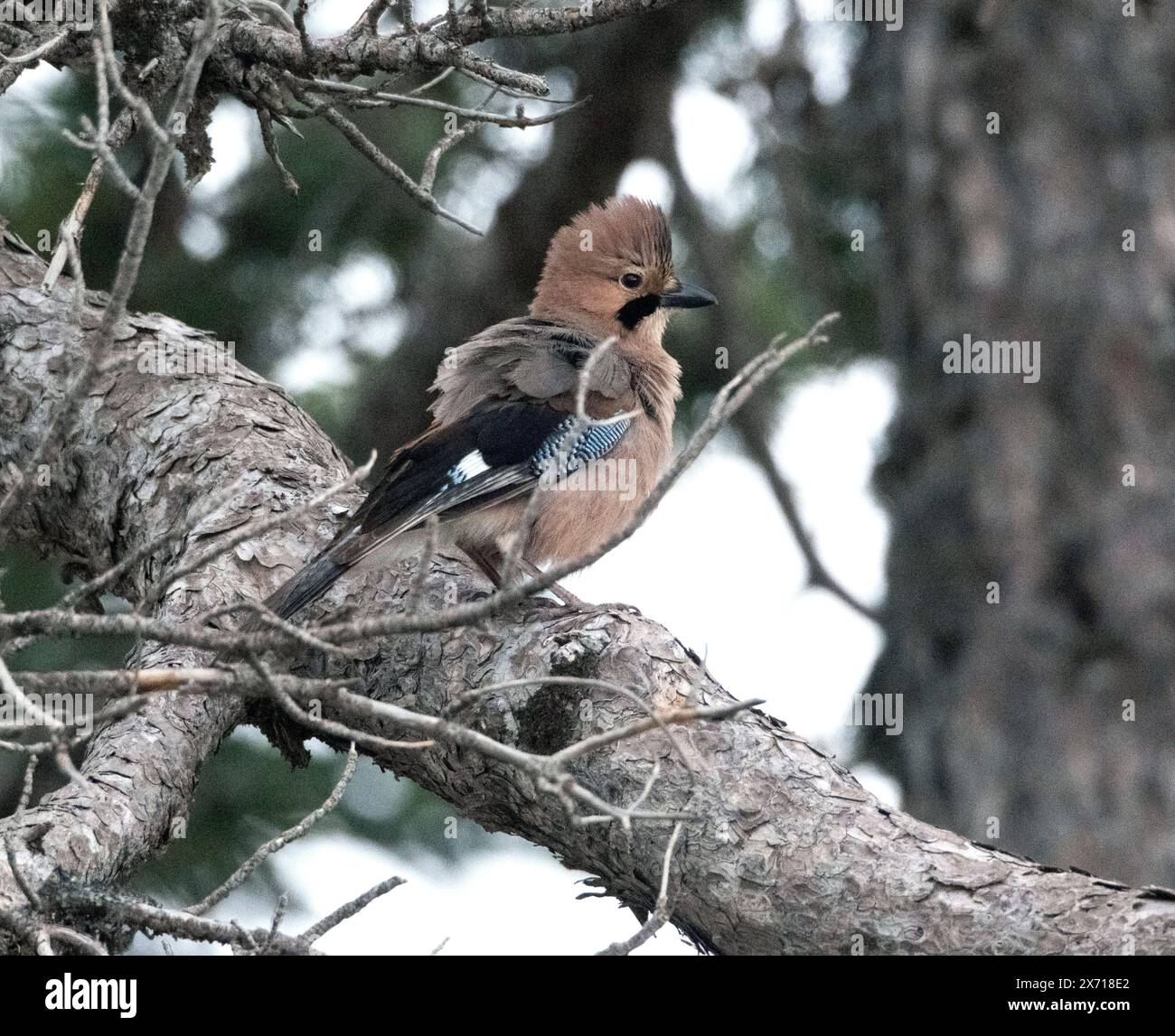 Der Zypernhäher, Garrulus glandarius glaszneri, Troodos, Zypern, Stockfoto