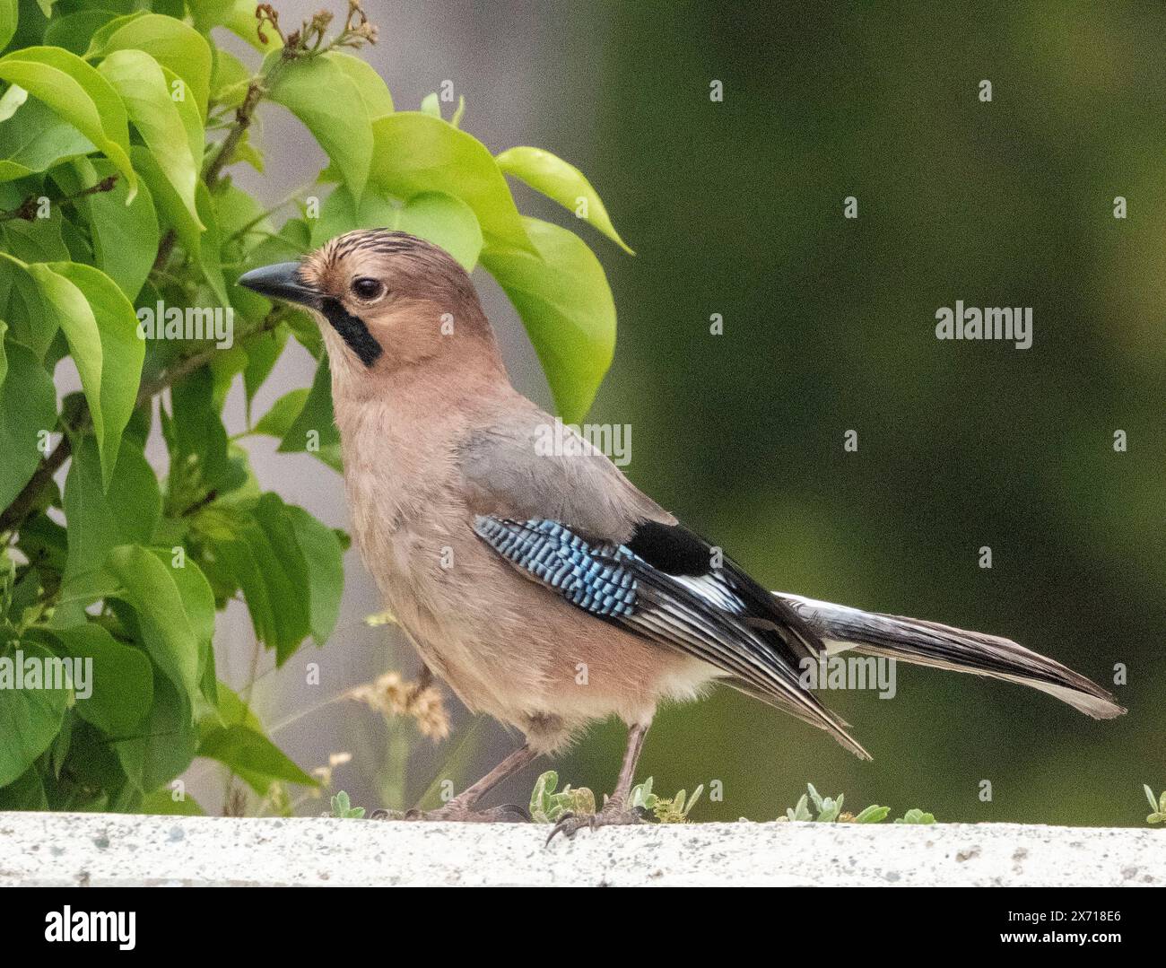 Der Zypernhäher, Garrulus glandarius glaszneri, Troodos, Zypern, Stockfoto