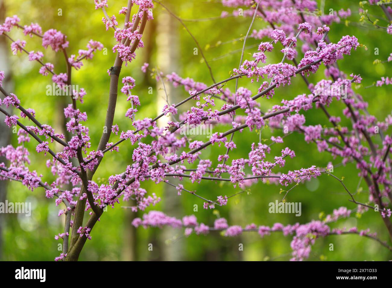 American Eastern Redbud Tree oder Cercis canadensis blühen in einem Park aus nächster Nähe. Selektiver Fokus. Naturkonzept Stockfoto