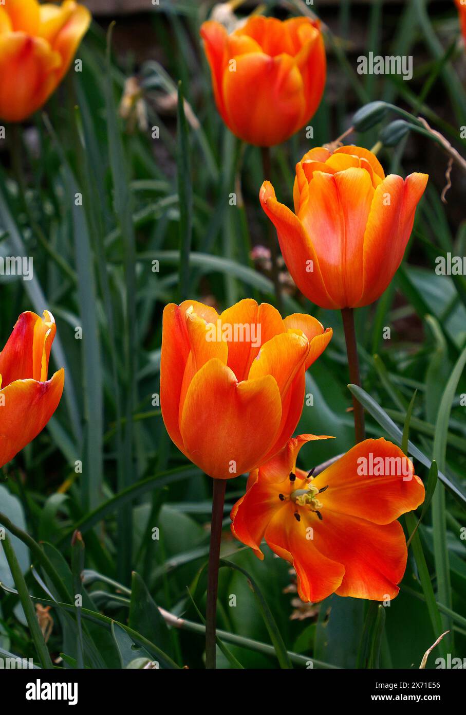 Nahaufnahme der gelb-orangen Blüten der spätfrühlingsblühenden Gartentulpe Tulipa Annie Schilder. Stockfoto