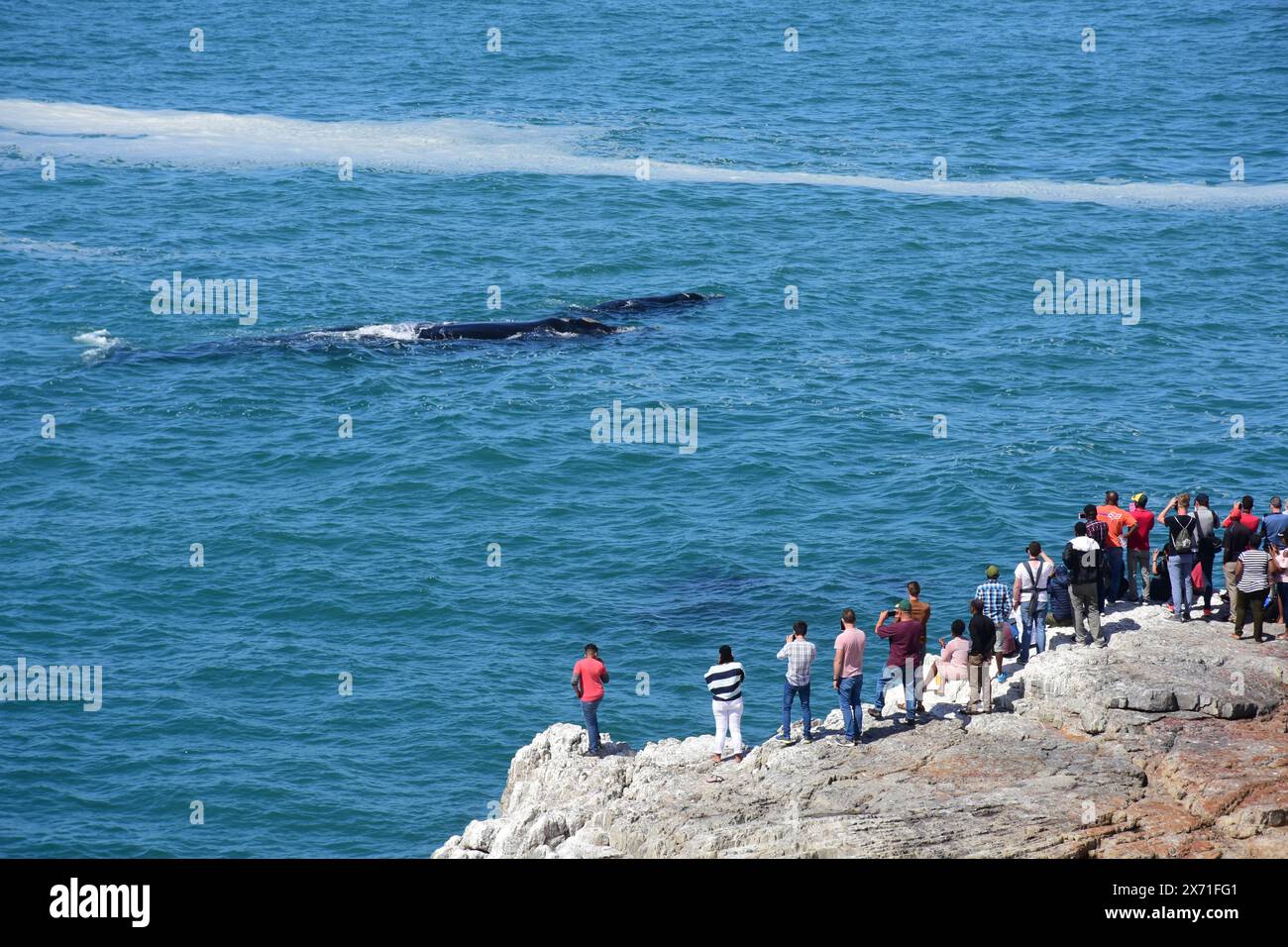 Walbeobachtung, Südliche Glattwale, Hermanus, Westkap, Südafrika Stockfoto