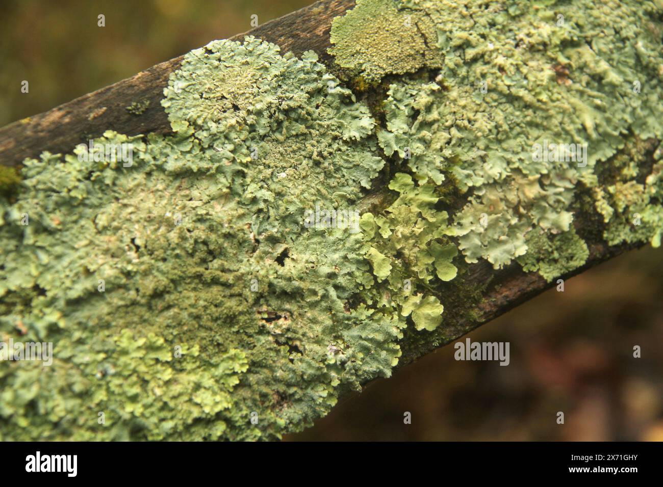 Virginia, USA. Aus nächster Nähe einer Baumrinde, die mit Flechten bedeckt ist. Stockfoto
