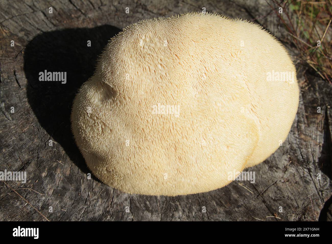 Virginia, USA, Nahaufnahme eines Hericium erinaceus (Löwenmähne) Pilzes, frisch geerntet. Stockfoto