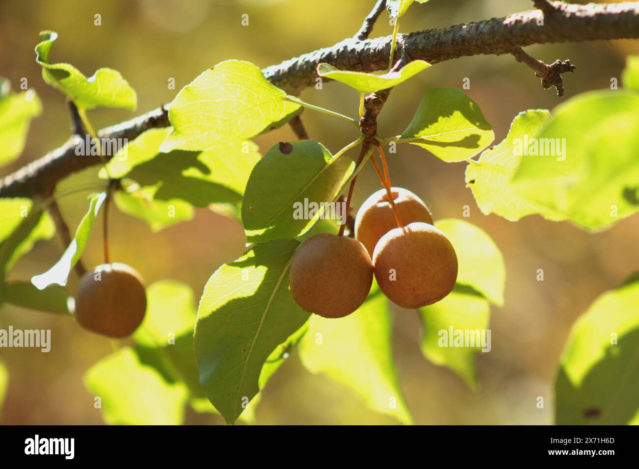 Crabapple Tree Frucht wächst in freier Wildbahn in Virginia, USA Stockfoto