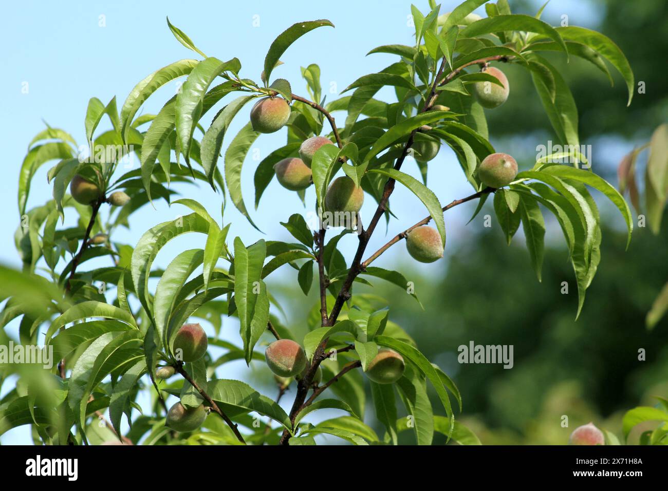 Pfirsiche, die im späten Frühling in einem Baum wachsen Stockfoto