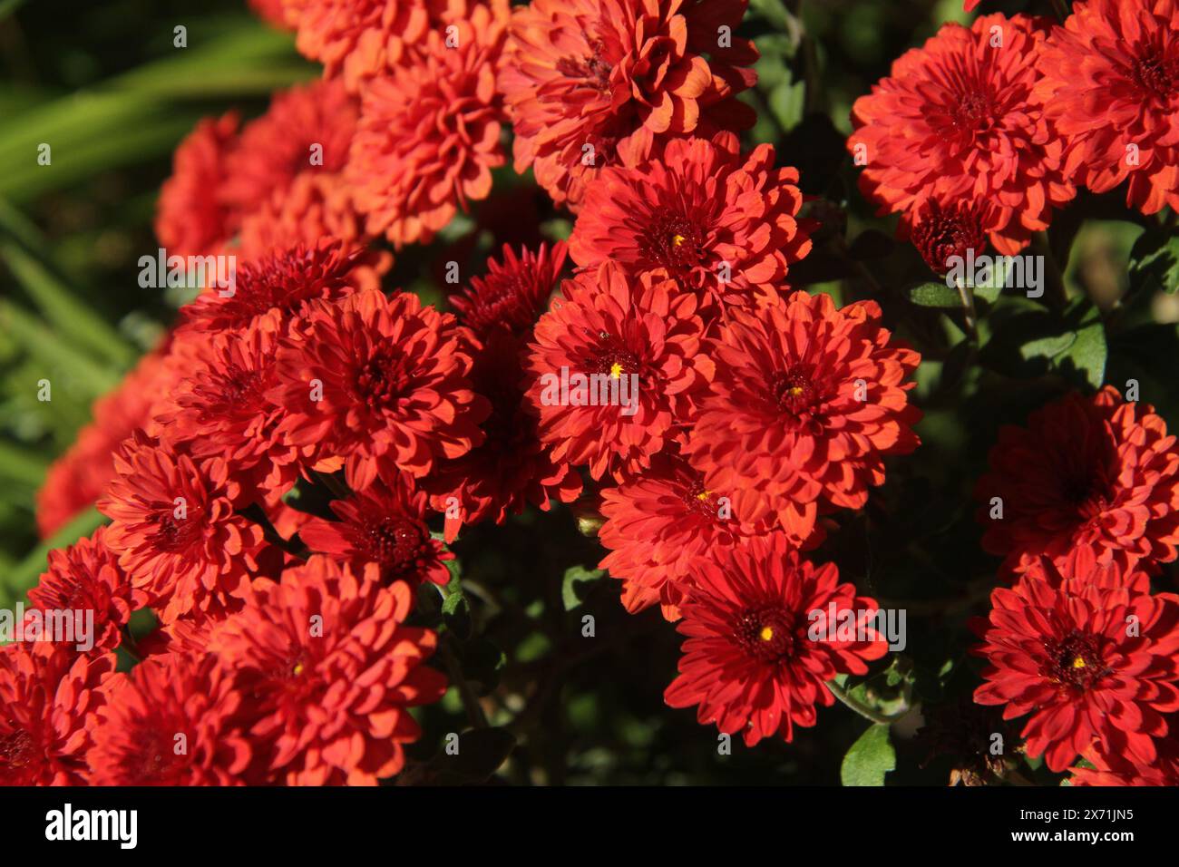 Rote Mütter (Chrysantheme) Blumen Stockfoto