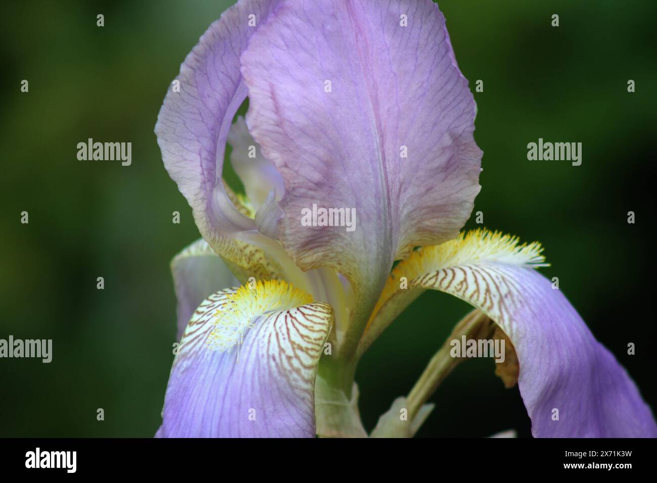 Aus der Nähe von lila Irisblüten Stockfoto