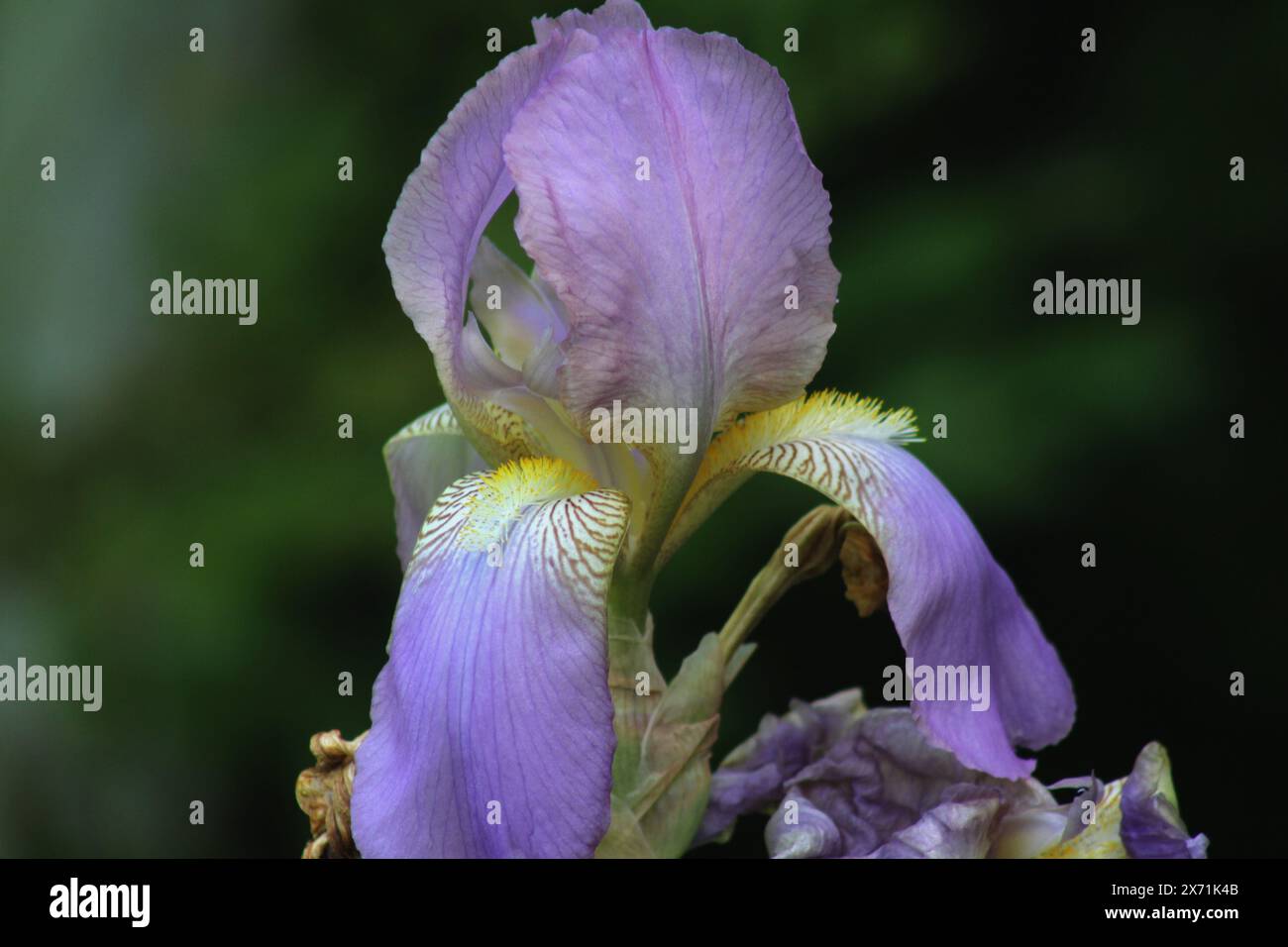 Aus der Nähe von lila Irisblüten Stockfoto