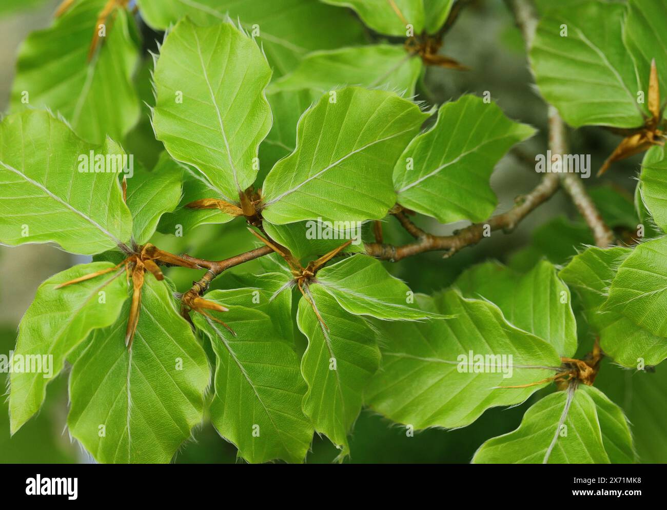 Junge Frischwuchs von Buchenblättern - Fagus sylvatica Stockfoto