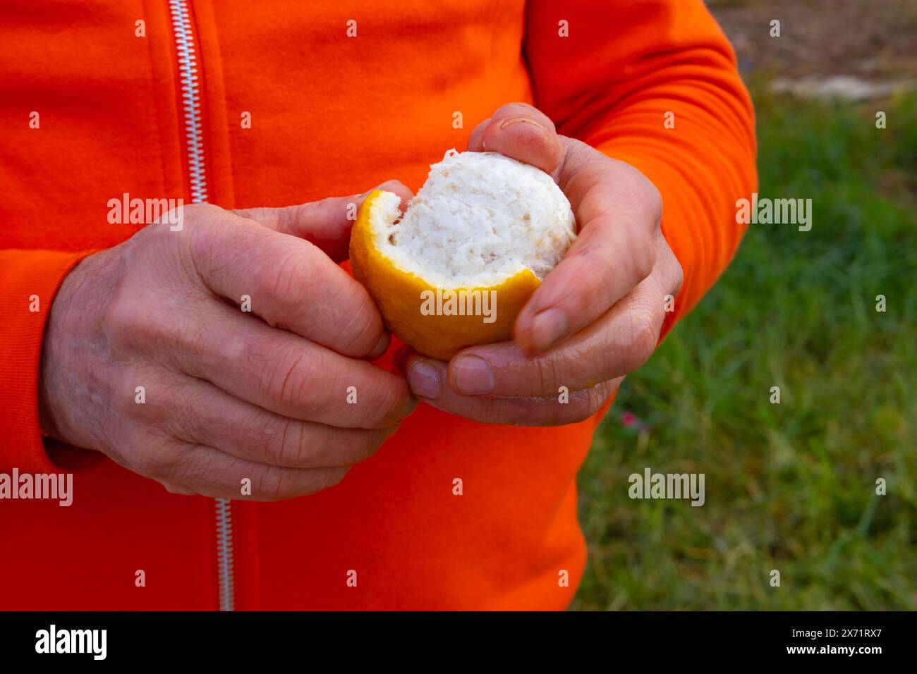 Die männliche Hand des Bauern legt sanft eine Handvoll frisch gepflückter Orangen auf einen lebendigen Orangenbaum, die Verbindung zwischen Mensch und Natur, das Leben im Kreislauf, das Kopfgeld h Stockfoto