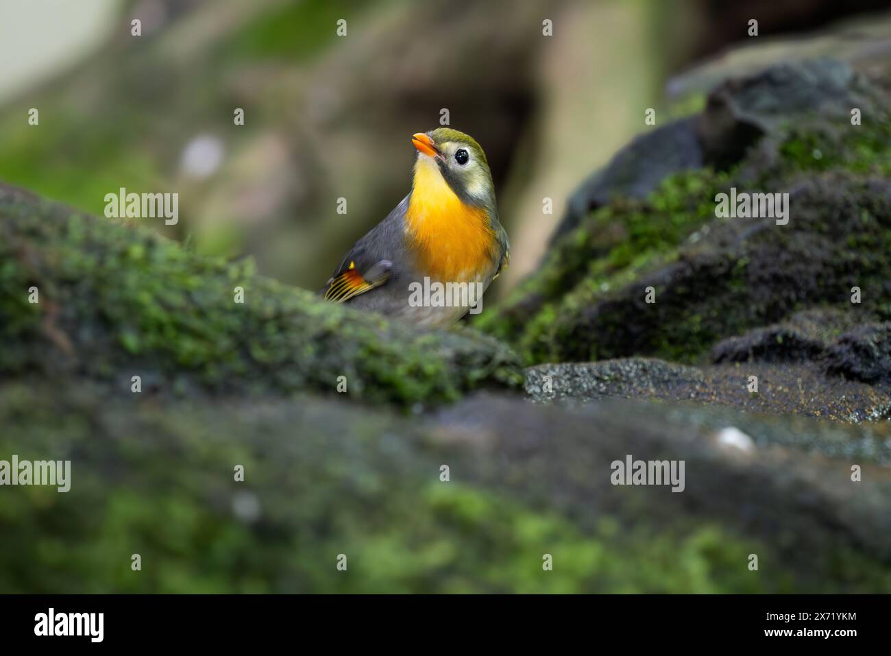Rotschnabel Leiothrix - Leiothrix lutea, wunderschöner bunter Vogelperlvogel aus Hügelwäldern und Dschungel Zentralasiens, Indien. Stockfoto