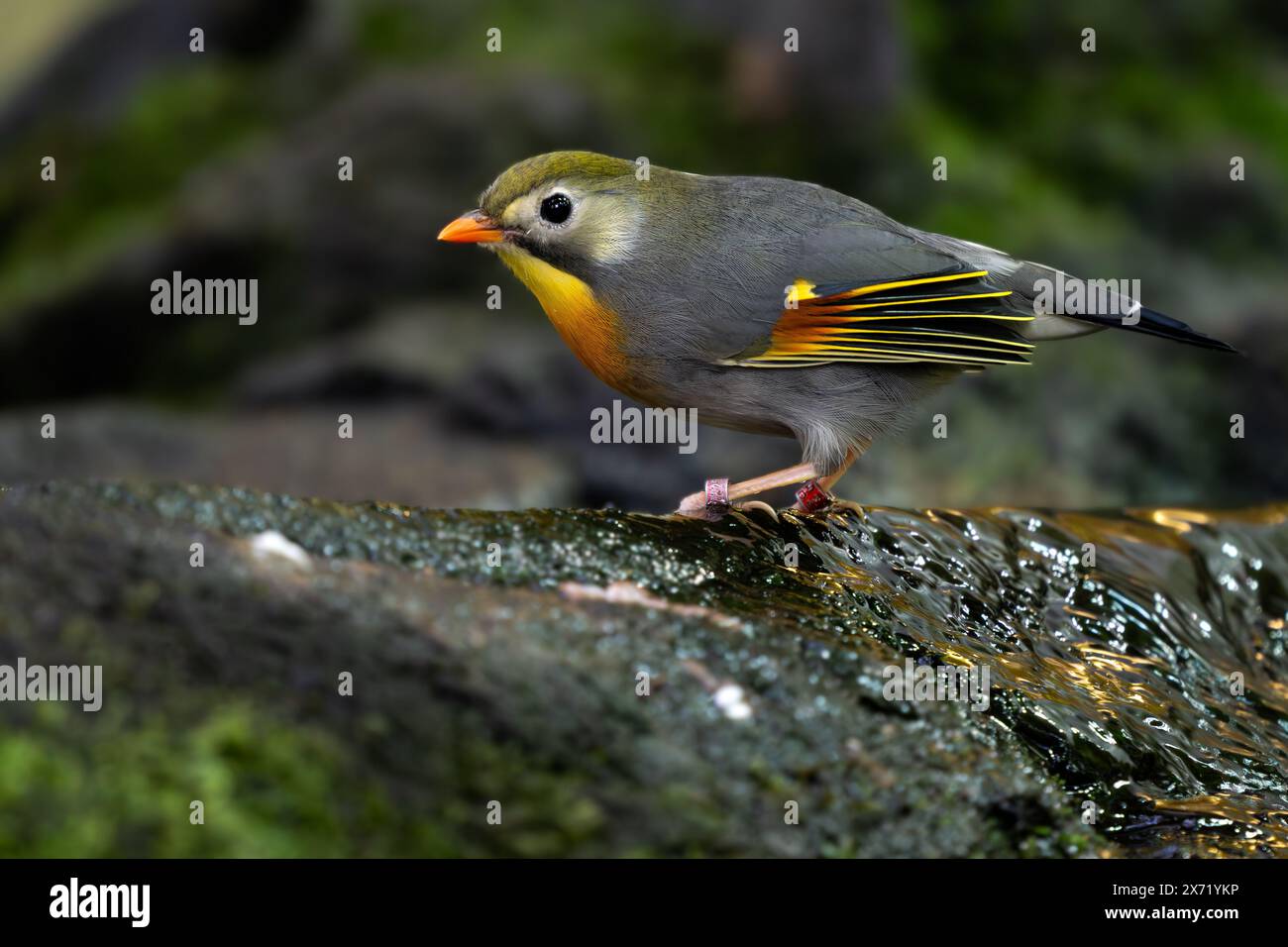 Rotschnabel Leiothrix - Leiothrix lutea, wunderschöner bunter Vogelperlvogel aus Hügelwäldern und Dschungel Zentralasiens, Indien. Stockfoto