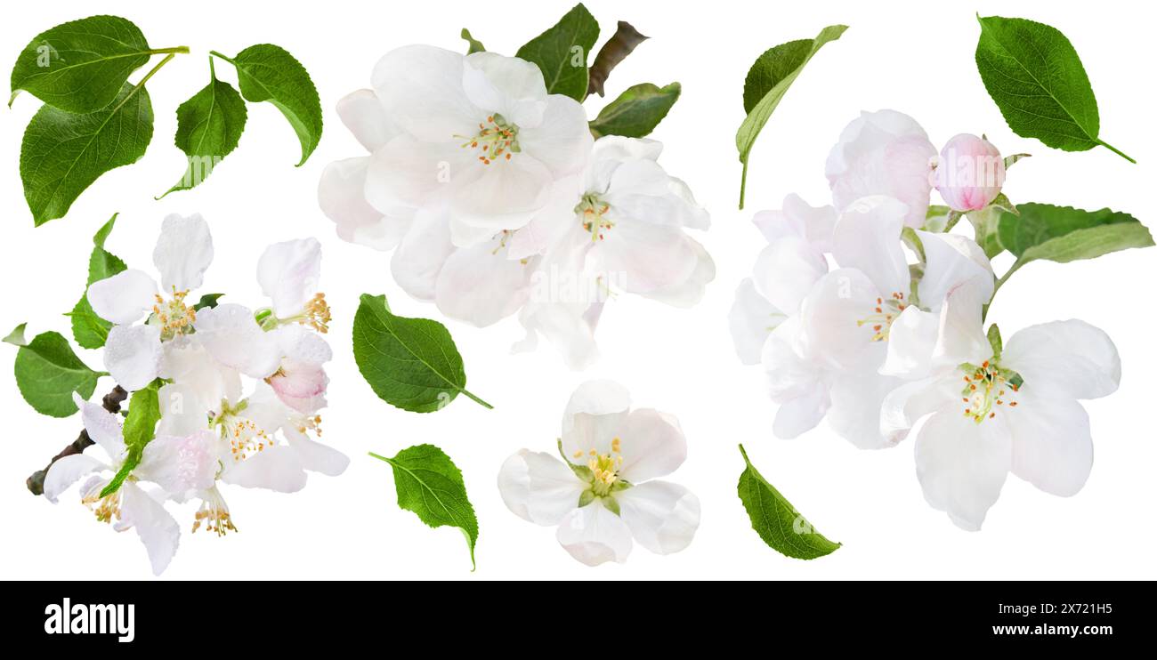 Satz Apfelbaumblüten mit Blättern und Blütenständen, isoliert auf weißem Hintergrund mit Beschneidungspfad. Elemente für die Konstruktion. Stockfoto